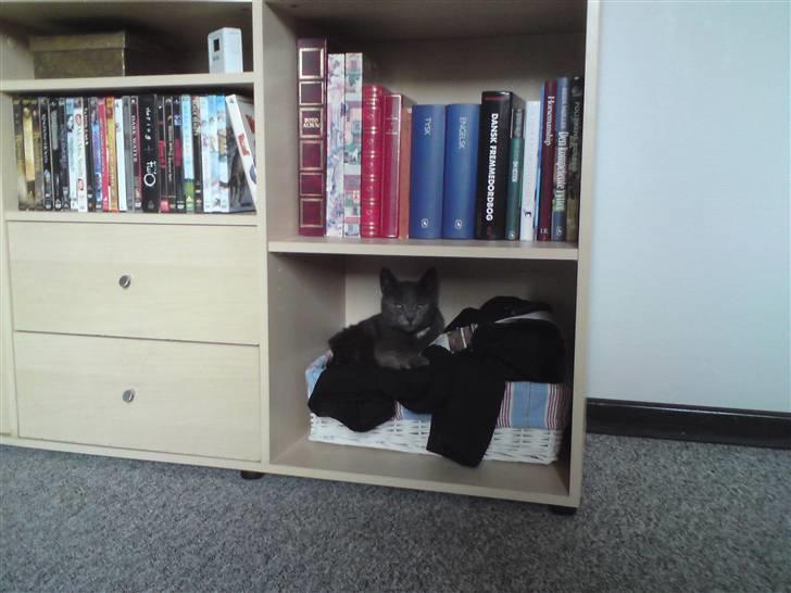 Huskat Aleu billede 8