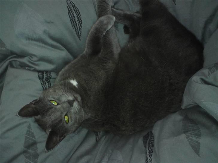 Huskat Aleu billede 10