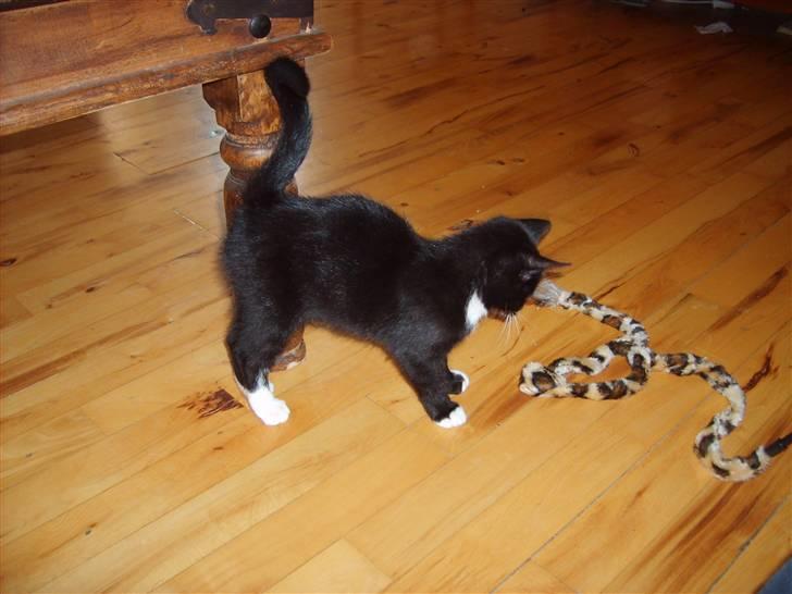 Huskat Lady - se jeg har tænk mig at lege billede 1