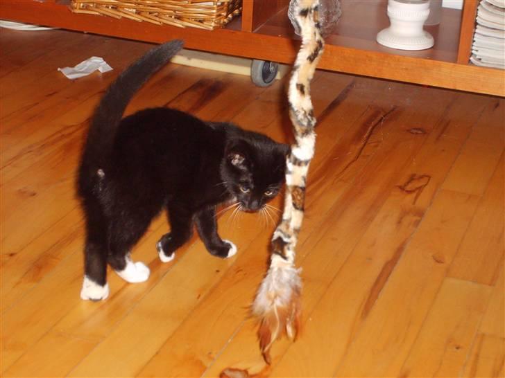 Huskat Lady - nu vil jeg gerne lege med den der ting billede 2