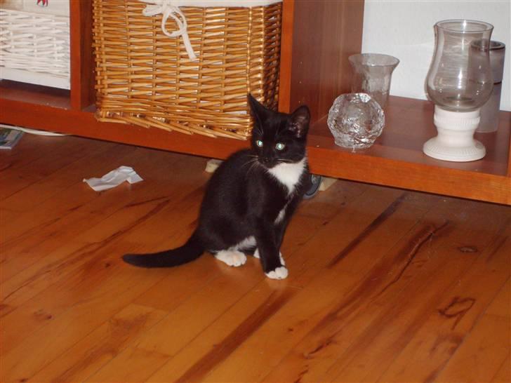 Huskat Lady - er jeg ikke sød model for en dag billede 3