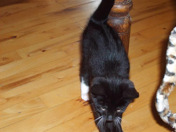 Huskat Lady - nu vil jeg gerne lege med den der ting igen billede 4