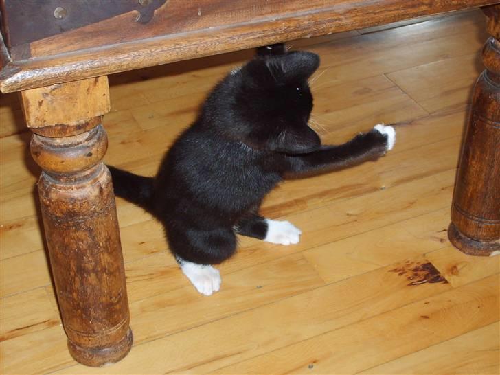 Huskat Lady - jeg kan ikke fande den der ting billede 5