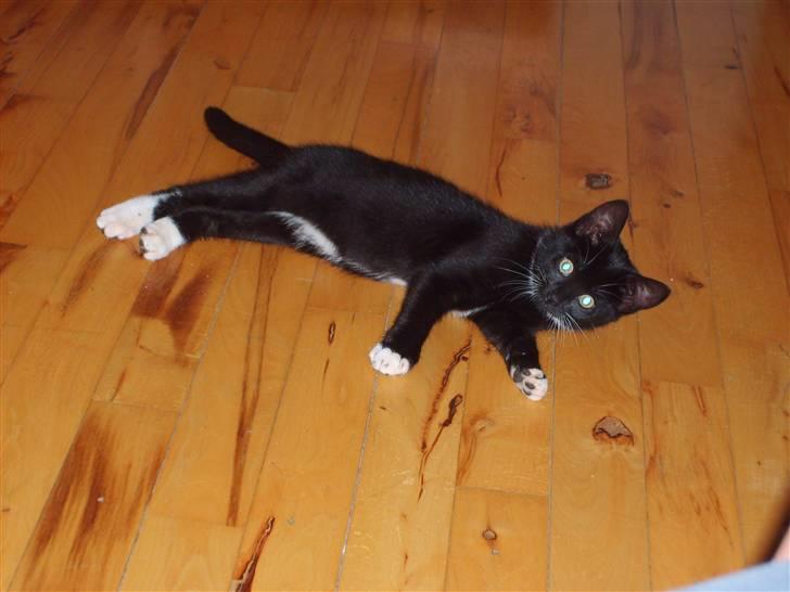 Huskat Lady - jeg ligger ned et øjeblit billede 6