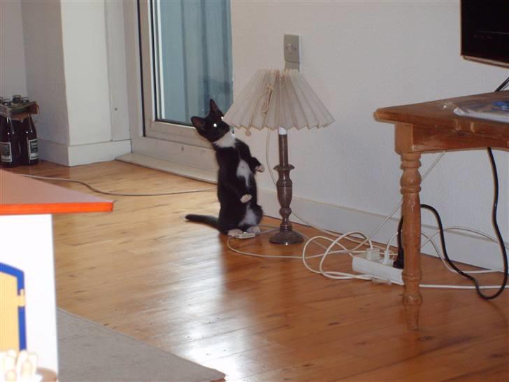 Huskat Lady - se mig billede 7