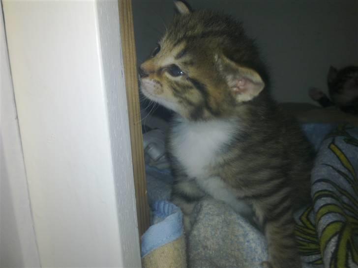 Blanding af racer Lady billede 1