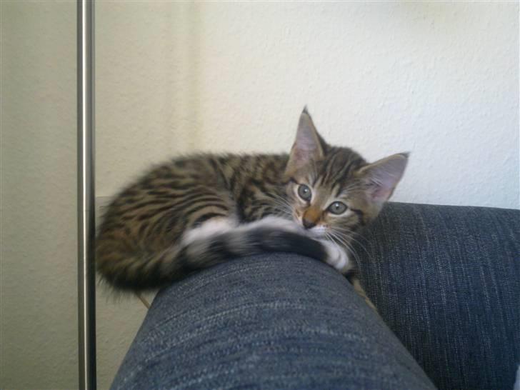 Blanding af racer Lady billede 2