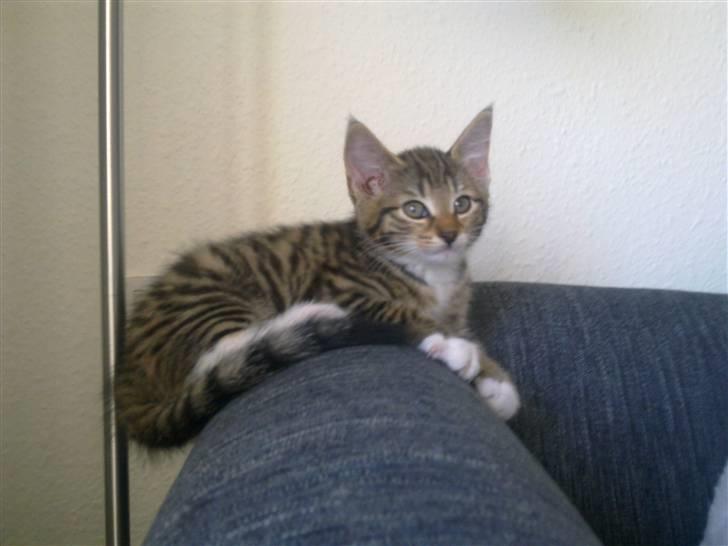 Blanding af racer Lady billede 3