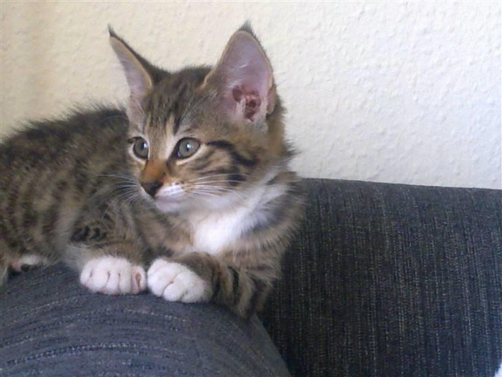 Blanding af racer Lady - Hendes eget hjørne på sofaen :) billede 4