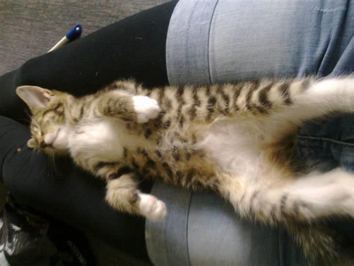 Blanding af racer Lady billede 5