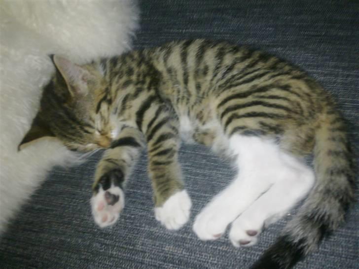 Blanding af racer Lady billede 6