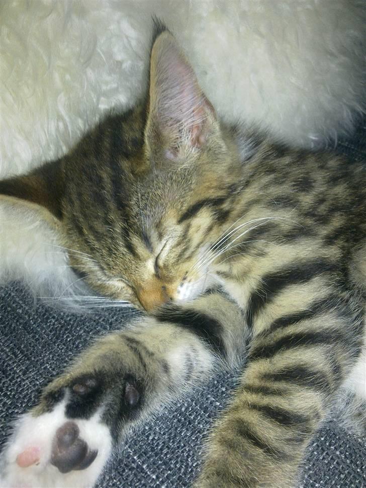 Blanding af racer Lady - Hun hygger sig :) billede 7