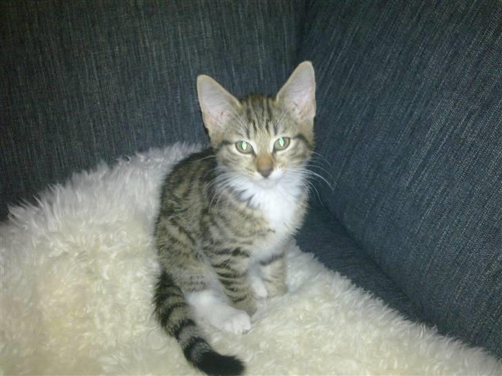 Blanding af racer Lady billede 8