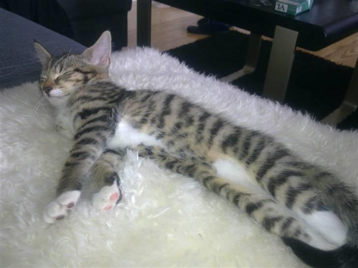 Blanding af racer Lady - hun har fået hendes eget lamme skindstæppe.. billede 9