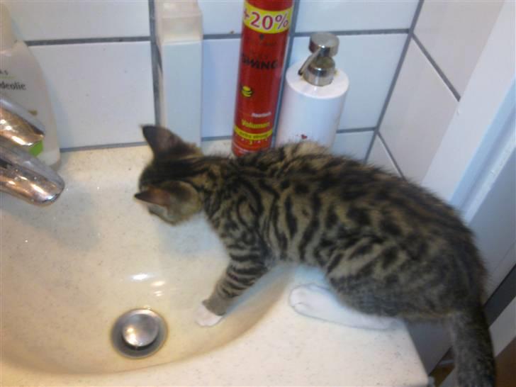 Blanding af racer Lady - Lady har en svaghed for vand :) billede 10