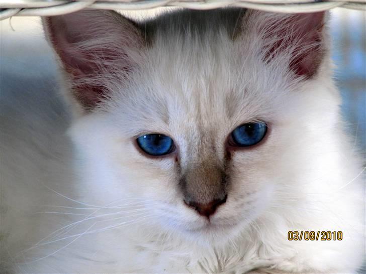 Hellig Birma Bailey - Bailey 14 uger (!. dag i nyt hjem) billede 1