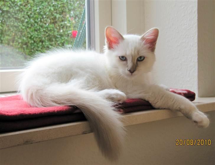 Hellig Birma Bailey - Bailey ca. 4 mdr. billede 2