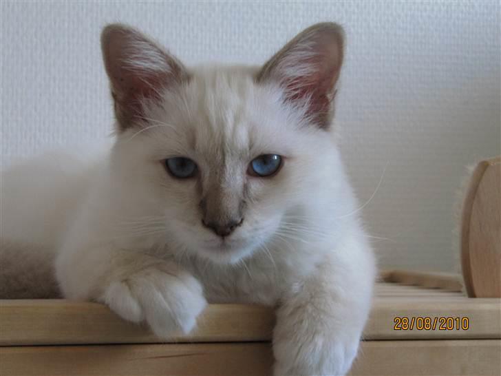 Hellig Birma Bailey - Bailey ca. 5 mdr. billede 3