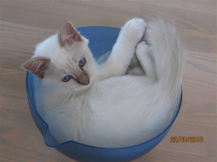 Hellig Birma Bailey - Bailey´s vejeskål billede 4