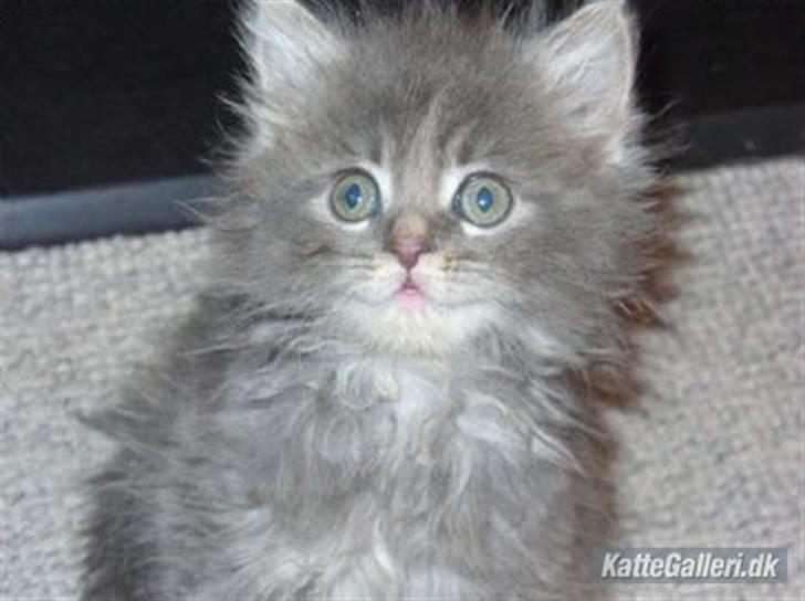 Maine Coon Sami billede 10