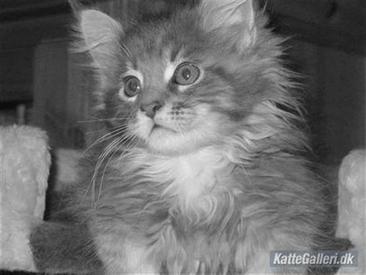 Maine Coon Sami billede 11