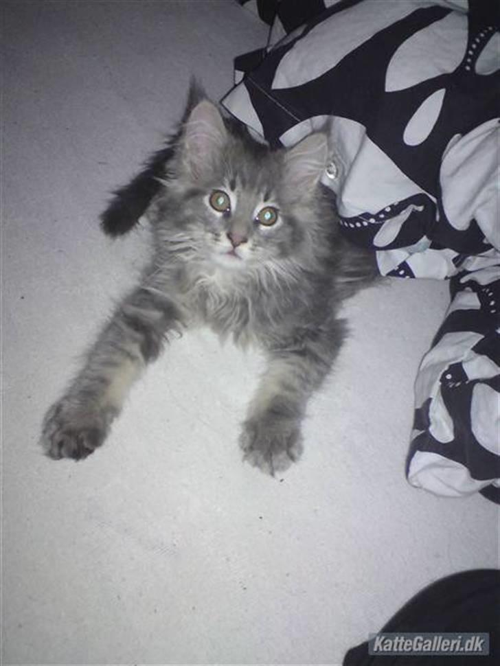 Maine Coon Sami billede 12