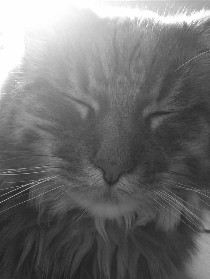 Maine Coon Sami billede 13