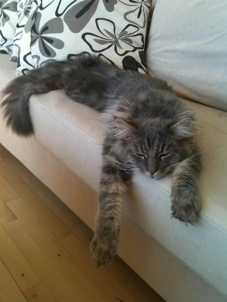 Maine Coon Sami billede 14