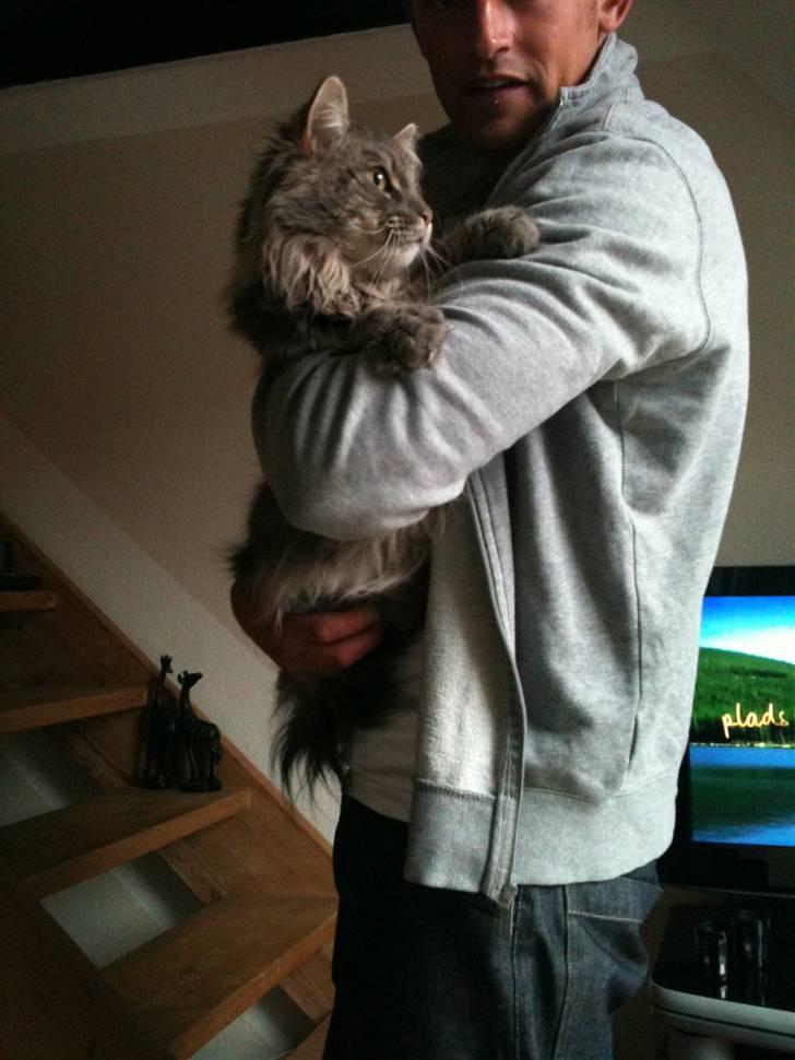 Maine Coon Sami billede 15