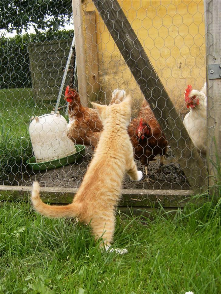 Blanding af racer Garfield billede 12