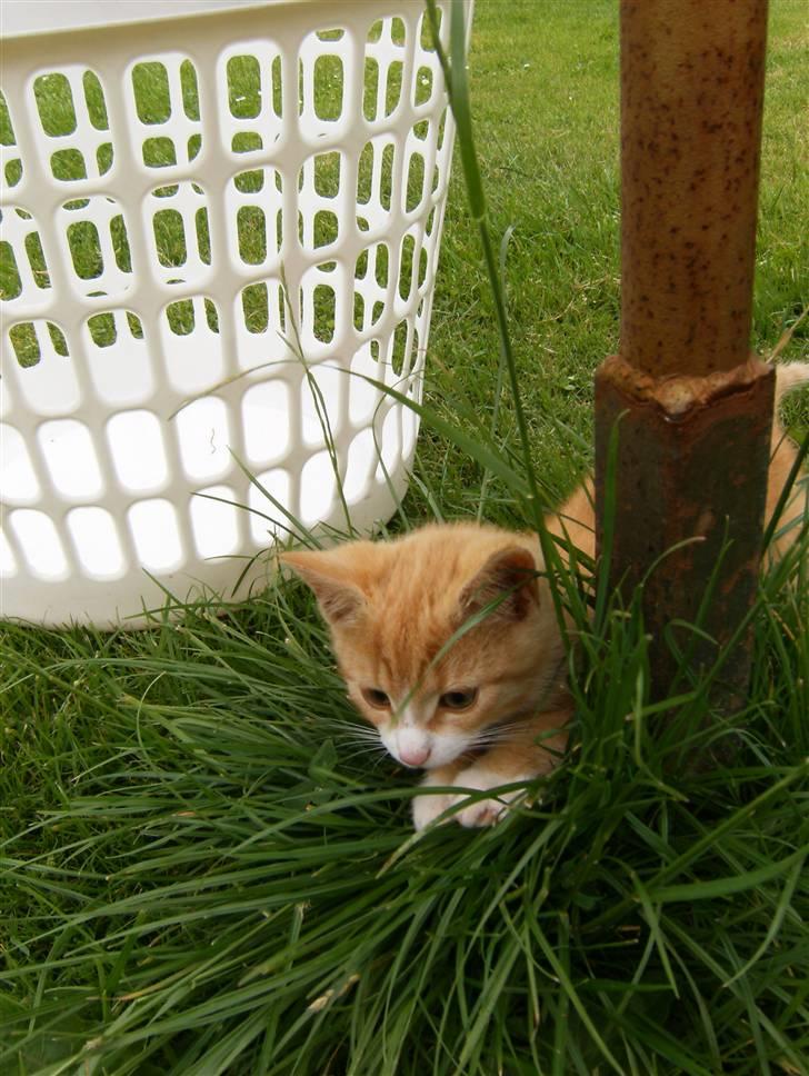 Blanding af racer Garfield billede 13