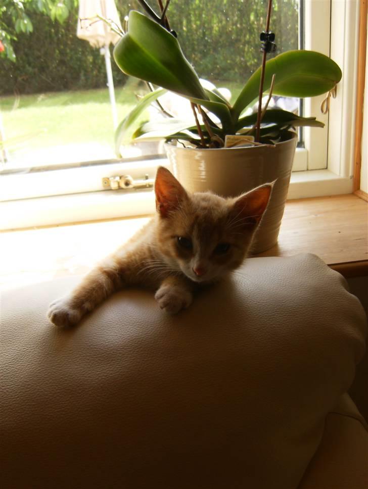 Blanding af racer Garfield billede 14