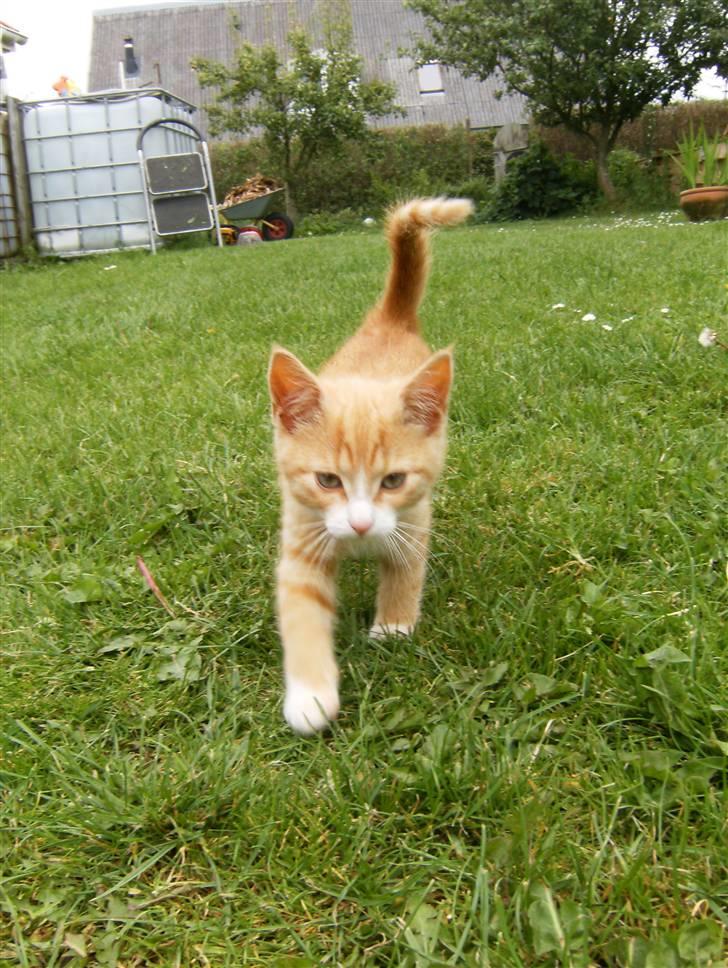 Blanding af racer Garfield billede 15