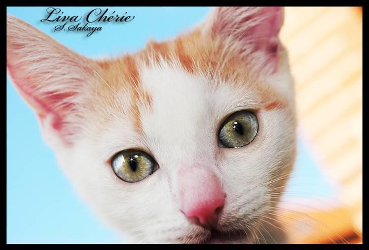 Huskat Liva Chérie billede 18