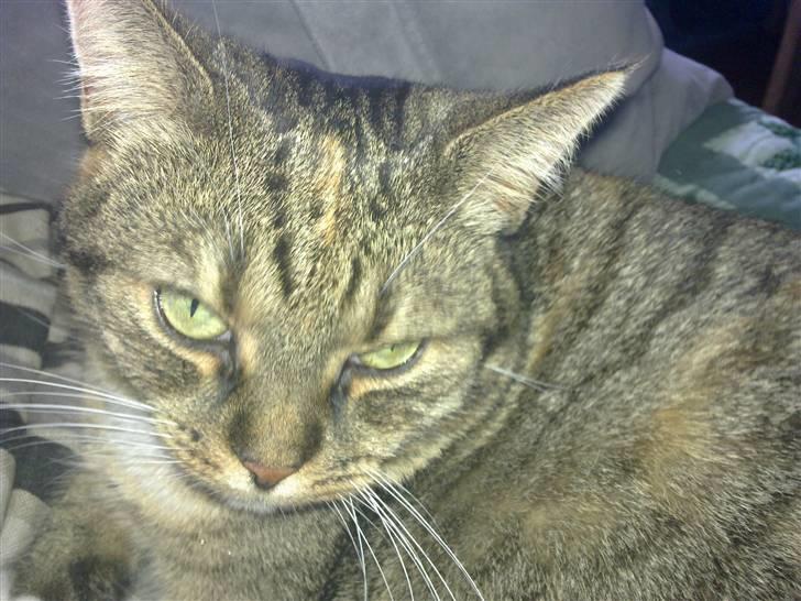 Huskat Mille billede 1