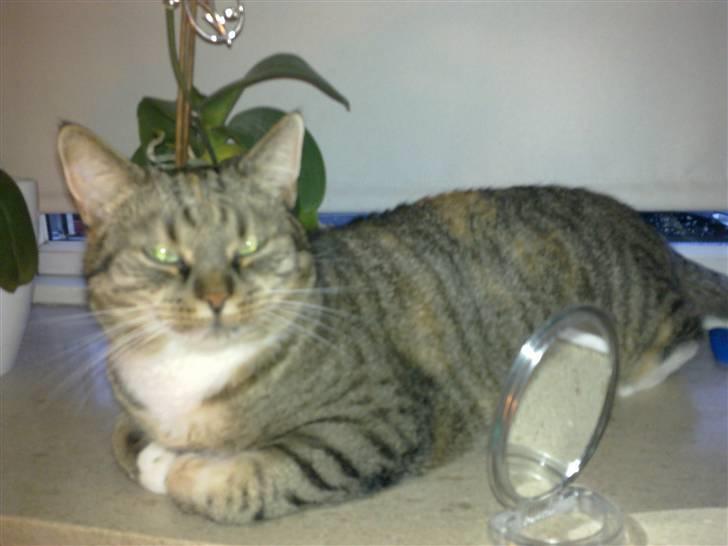 Huskat Mille billede 2