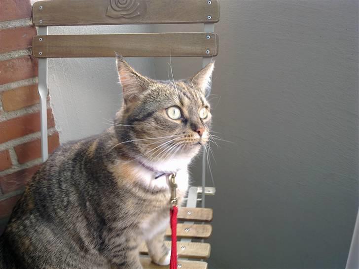 Huskat Mille billede 3