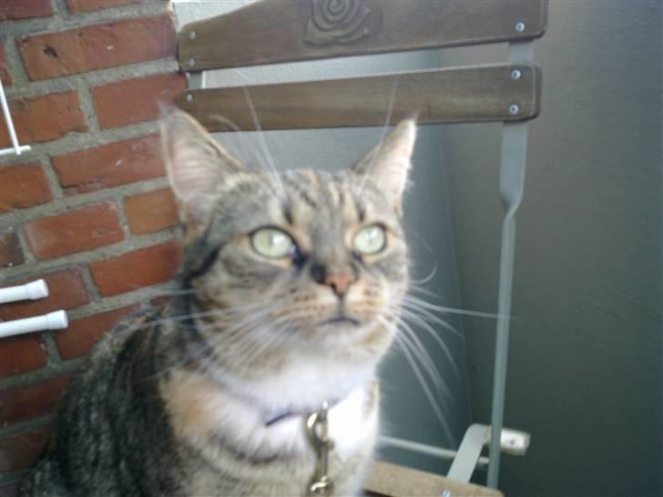 Huskat Mille billede 4