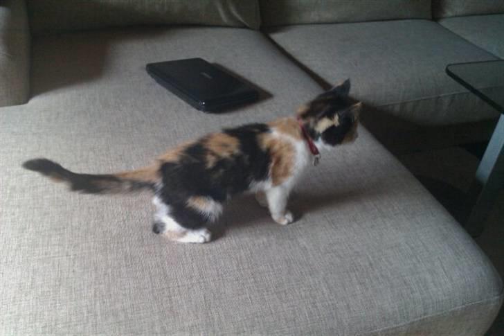 Huskat Silke billede 1