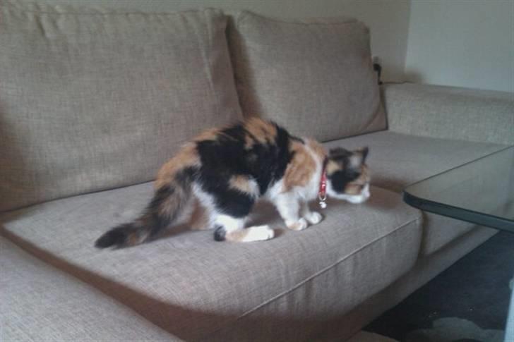 Huskat Silke billede 2