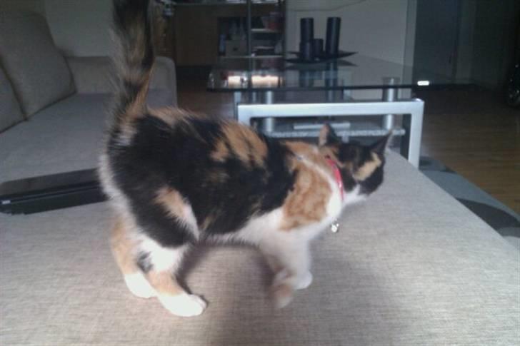 Huskat Silke billede 3