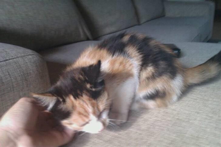 Huskat Silke billede 4