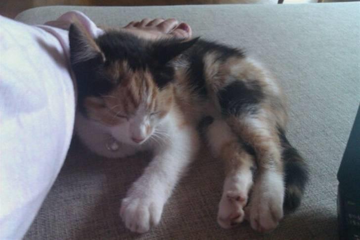 Huskat Silke billede 5