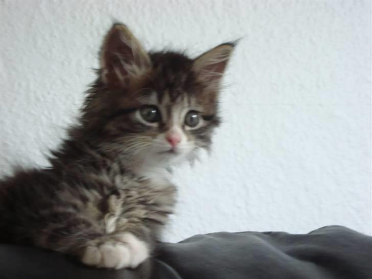 Maine Coon LizMis billede 14