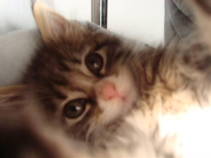 Maine Coon LizMis billede 15