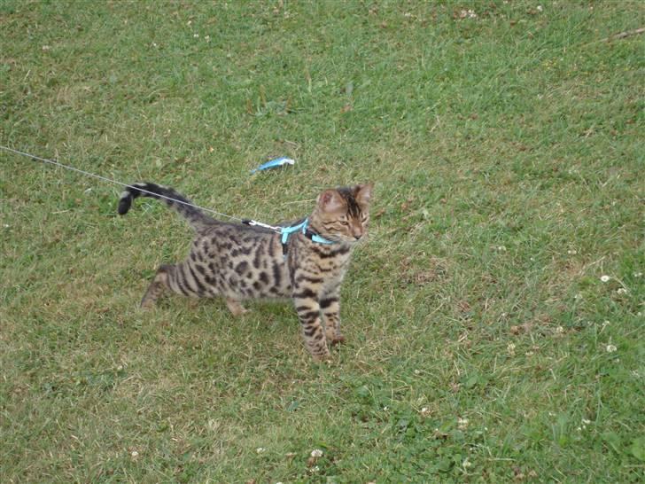 Bengal Baloo - En af de første gange i sele (: billede 17