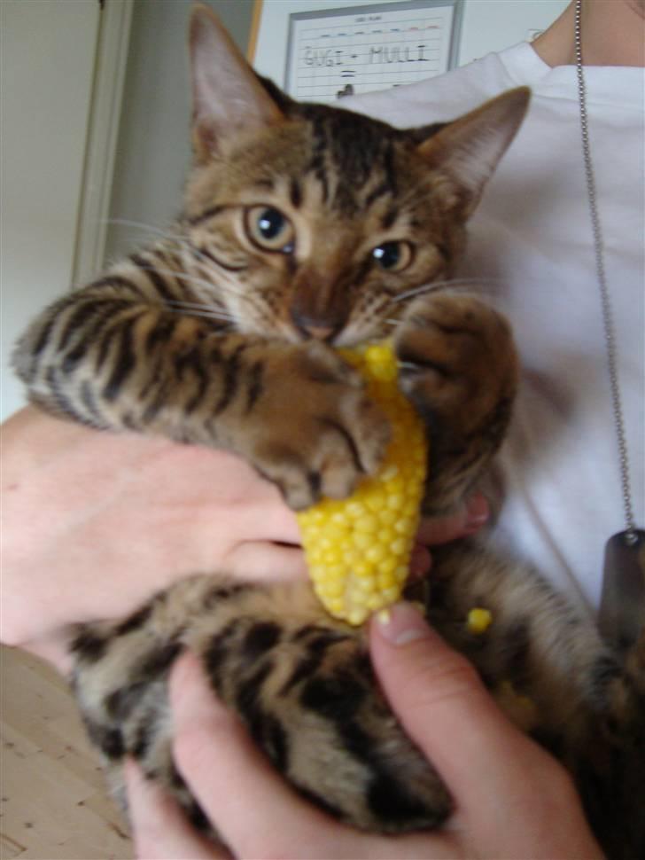 Bengal Baloo - Her er Baloo i fuld gang med at fortære en stakkels majskolbe - det gælder om ikke at få fingrerne i maskinen, tjek lige dræber øjnene (; billede 18