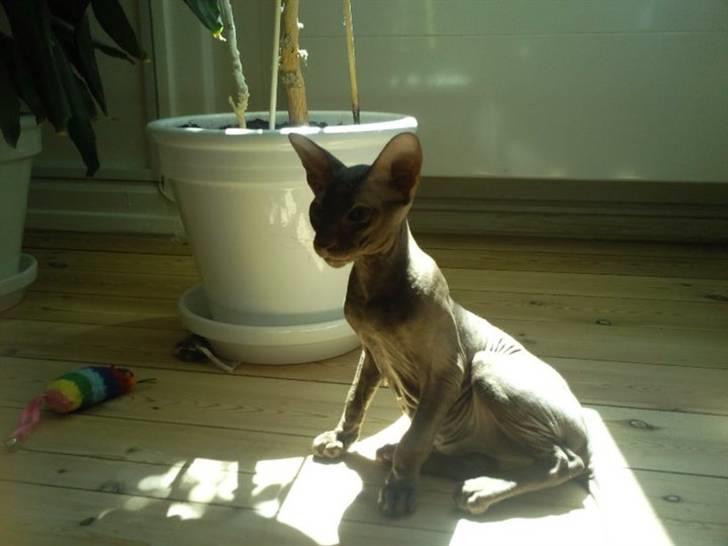 Peterbald Bare Essentials X Soma - Soma der sidder og varmer sig i solen .. billede 8