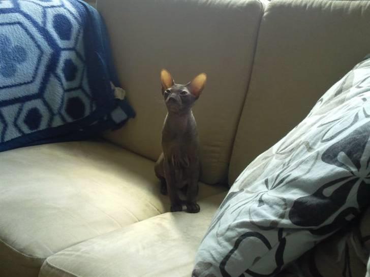 Peterbald Bare Essentials X Soma - Soma sidder i den lille sofa .. billede 9