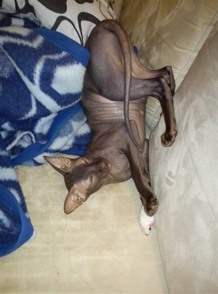 Peterbald Bare Essentials X Soma - Soma der er en bandit... (og billedet skal vende sådan, han ligger med røven i vejret)  billede 10